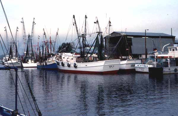 Shrimp boats crowded along the Tarpon Springs waterfront, some tied two and three deep, 1977.